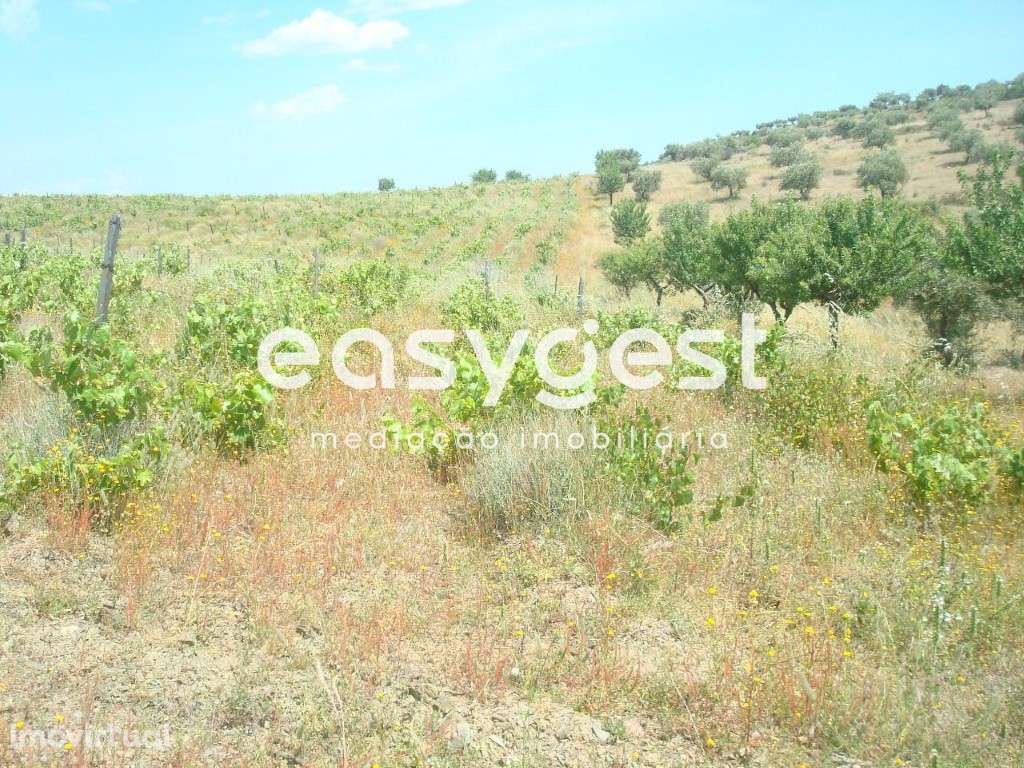 Terreno agrícola de 1,5 hectares em Almendra - Grande imagem: 4/10
