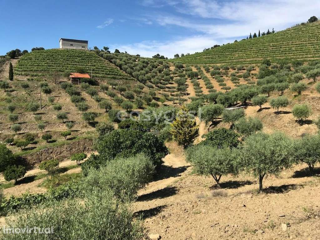 Magnifica Quinta com vinha e Olival situada em Mós Vila Nova Foz Côa - Grande imagem: 3/21