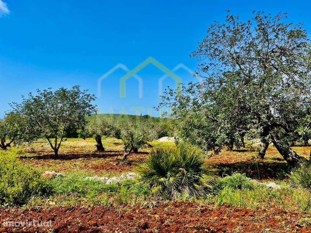 Terreno Rústico Plano em Morteira, Loulé - Grande imagem: 2/4
