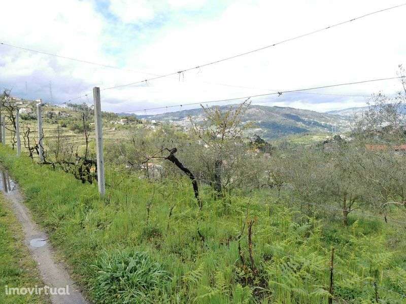 Quinta no Douro a 50min do Porto - Plano, tranquilo-Varias construçoes - Grande imagem: 5/12