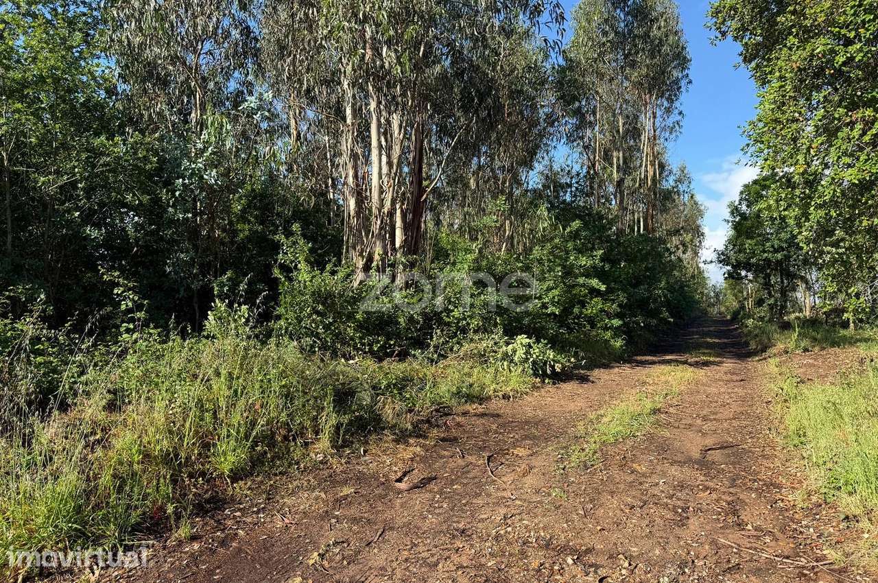 Terreno Urbanizável Travasso|Águeda - Grande imagem: 5/16