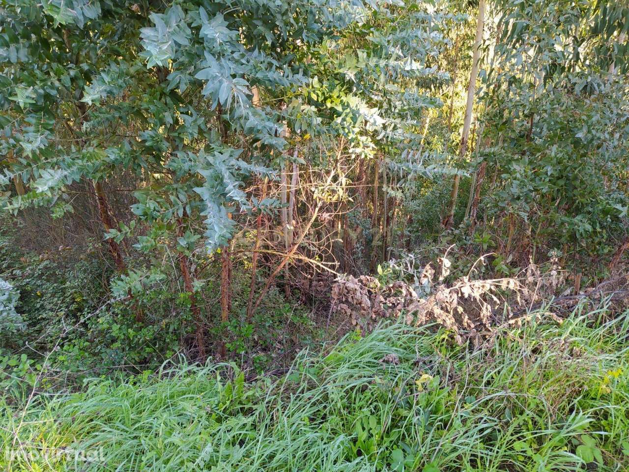 Terreno de 1 HECTARE - Eucaliptal para Venda em Ferreira Zêzere - Grande imagem: 4/6