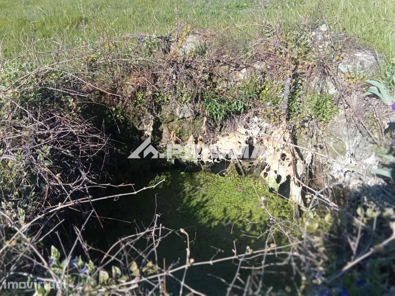 Quintinha em venda com varias Valencias na Beira Baixa., Castelo Branc - Grande imagem: 5/16