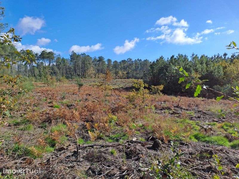 Vendo terreno de pinhal em Decermilo, Sátão, Viseu - Grande imagem: 4/4