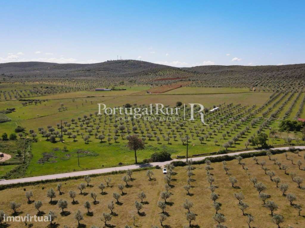 Quinta com monte para recuperar em Sousel - Grande imagem: 4/44