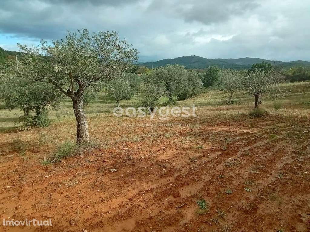Terreno Rustico com cultura de oliveiras no Vale Senhora da Povoa - Grande imagem: 5/24