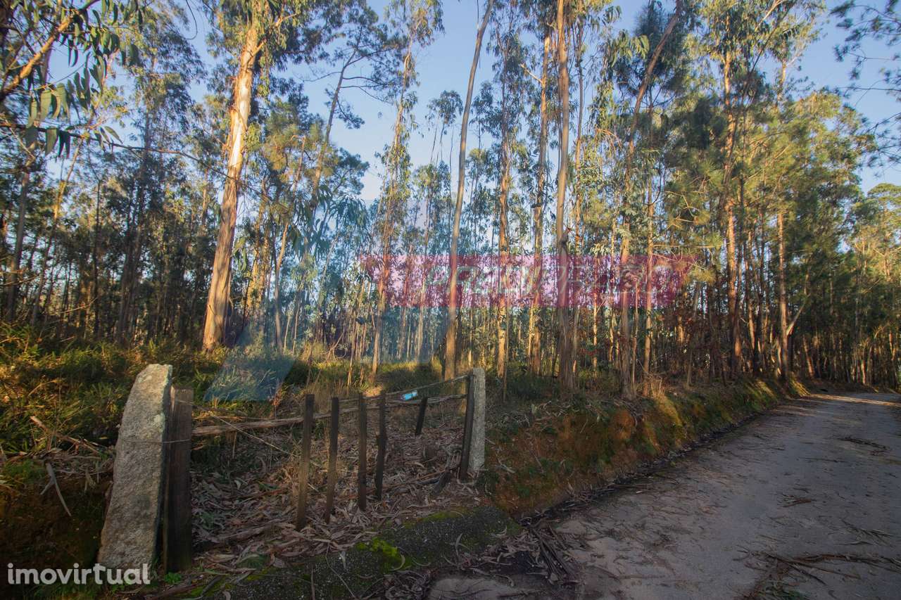 Terreno Florestal em Freiriz - Grande imagem: 2/4