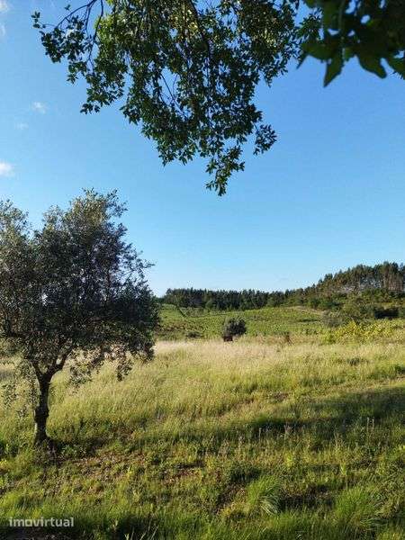 Terreno apto para vinha na Bairrada - Grande imagem: 2/3
