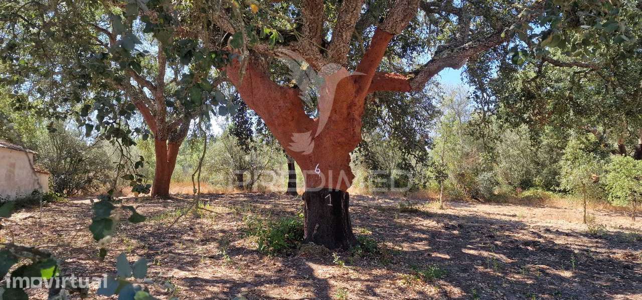 Propriedade Rústica (138hectares) com Habitação para Recuperar | Sa... - Grande imagem: 4/16