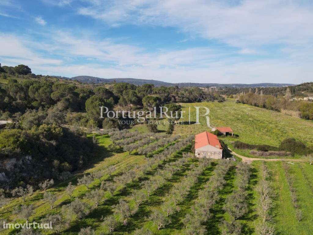 Quinta / Olival com 9,5 hectares em Torres Novas - Grande imagem: 2/43