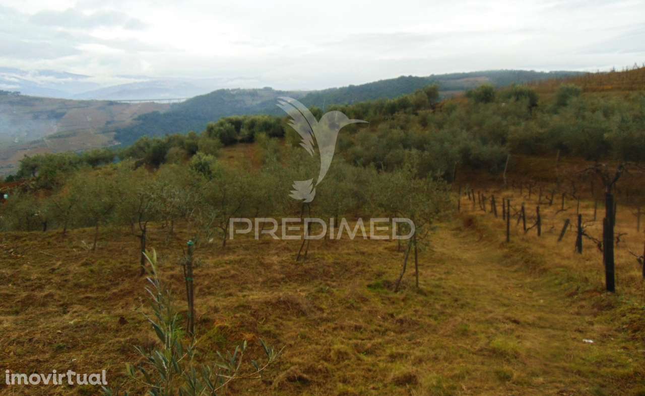 Olival em produção - Abaças / Vila Real - Grande imagem: 5/28