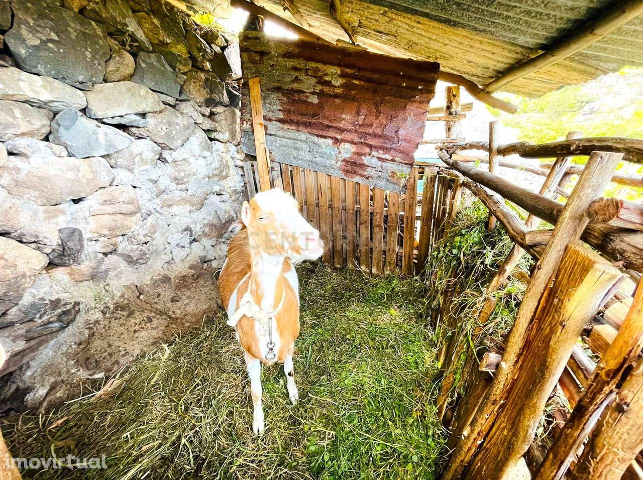 Terreno com palheiro - Santa Cruz - Grande imagem: 4/23