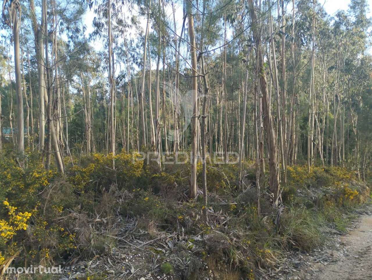 Terreno em Oliveirinha (Picoto) - Grande imagem: 3/8