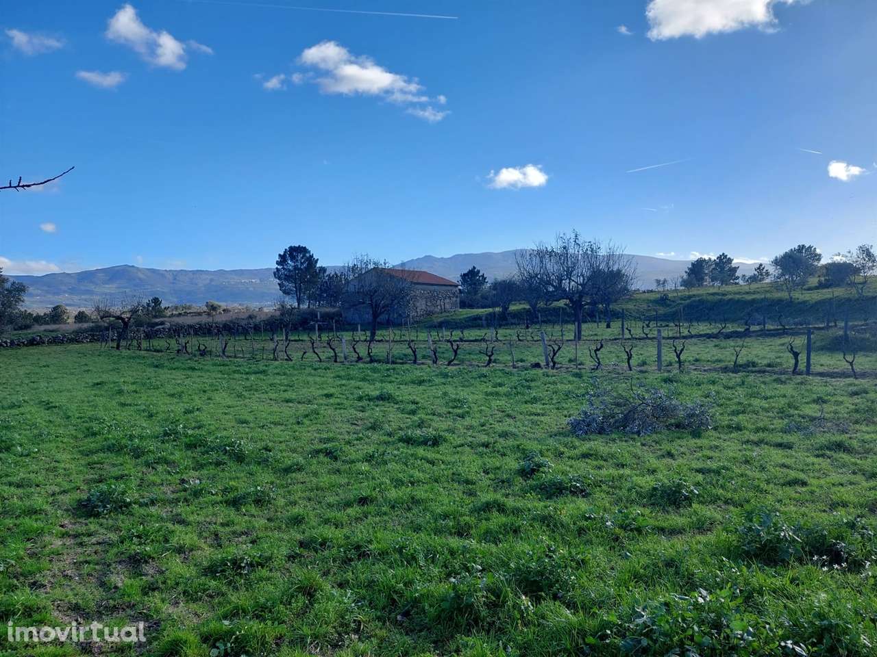 Quinta  Venda em Ribamondego,Gouveia - Grande imagem: 3/11