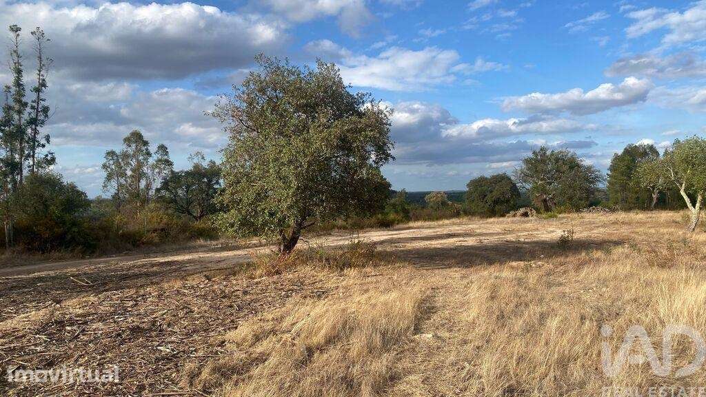 Terreno Agrícola em Galveias - Grande imagem: 4/7