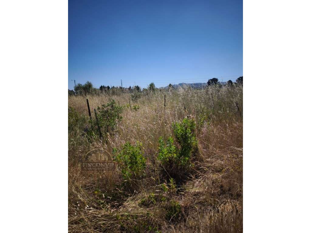 Dois lotes de terrenos rústicos na Quinta de Serralheiras em Palmela - Grande imagem: 5/13