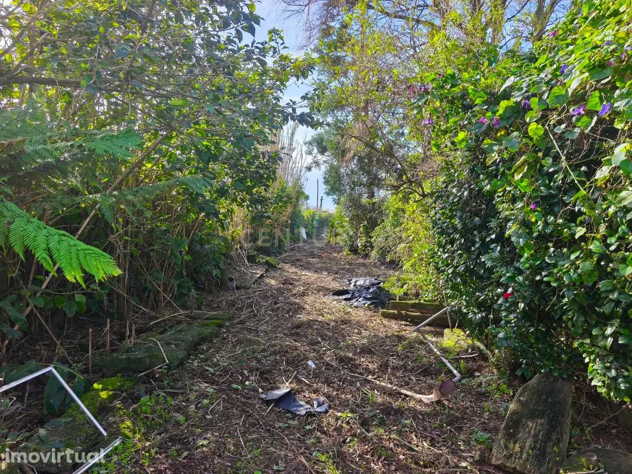 Terreno com Vista Mar Permanente nos Ginetes – Oportunidade Única - Grande imagem: 5/12