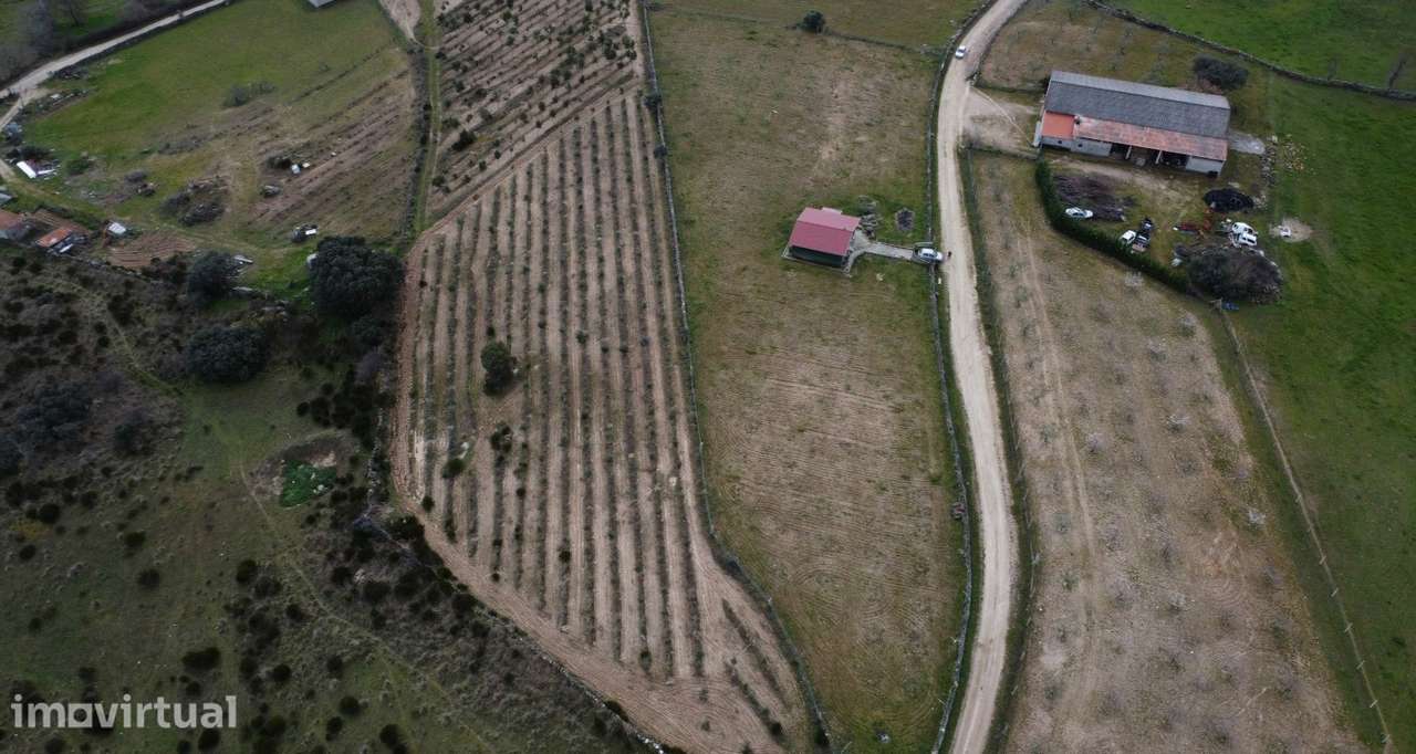 Terreno com arvores de fruto e uma construção, em Miranda do Douro. - Grande imagem: 4/35