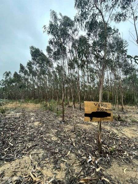 Terreno com Eucaliptos Plantados (2019) – Excelente Investimento - Grande imagem: 2/3