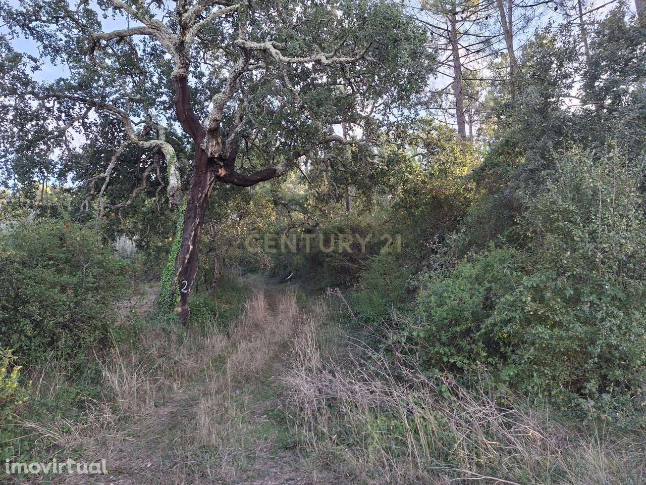 Terreno Agroflorestal em Gesteira, Soure - 9110m² - Grande imagem: 5/17