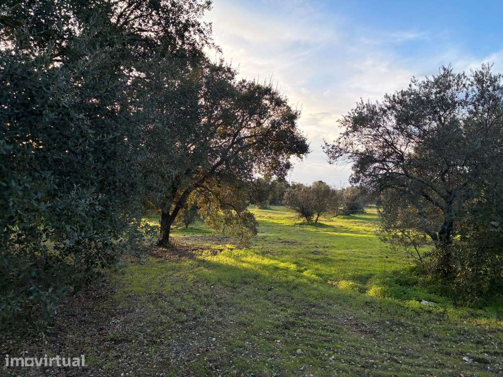 Quinta em Vila Nova de São Bento, com uma ruina para ser recuperada... - Grande imagem: 2/42