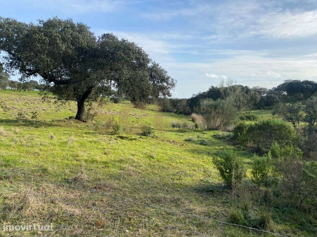 Terreno rústico nas imediações de Vila Nova de São Bento - Grande imagem: 4/23
