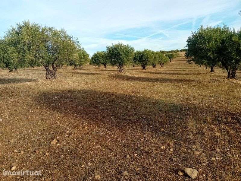 Vendem-se Olivais - Santo Amador - Grande imagem: 2/3