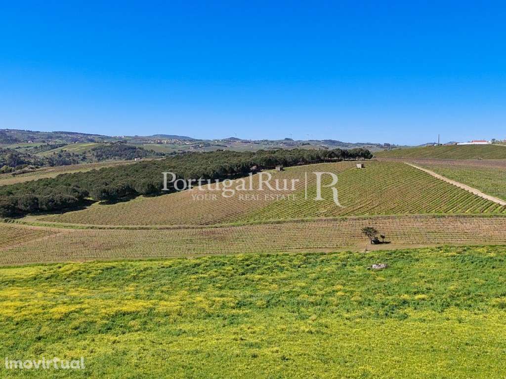 Quinta de 10,5 ha com vinha e construções em Alenquer - Grande imagem: 3/17