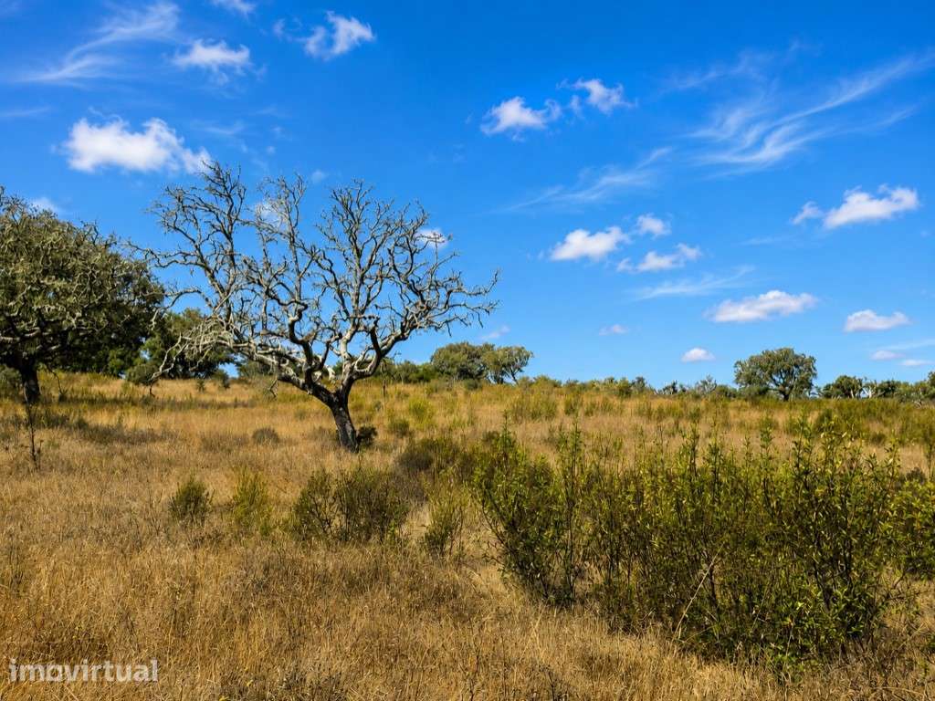 Quinta de 8 Hectares com Casa em Grândola - Grande imagem: 5/8