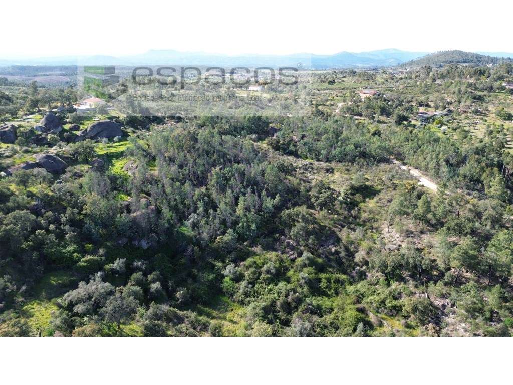 Quinta S. Lourenço - Palvarinho - Grande imagem: 4/11