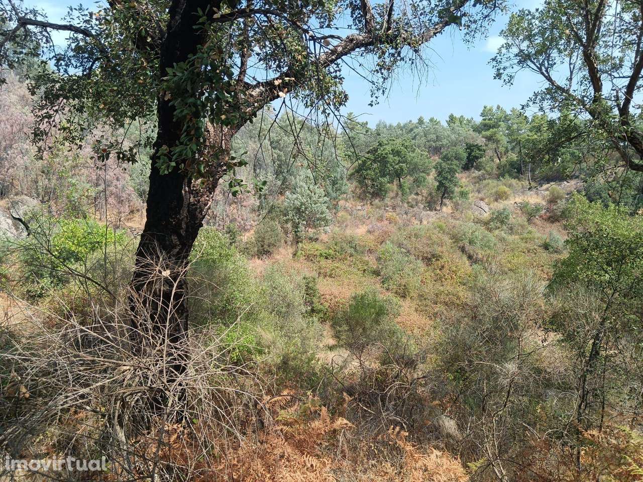 Terreno rustico em Palvarinho ( S. Lourenço  ) - Grande imagem: 5/8
