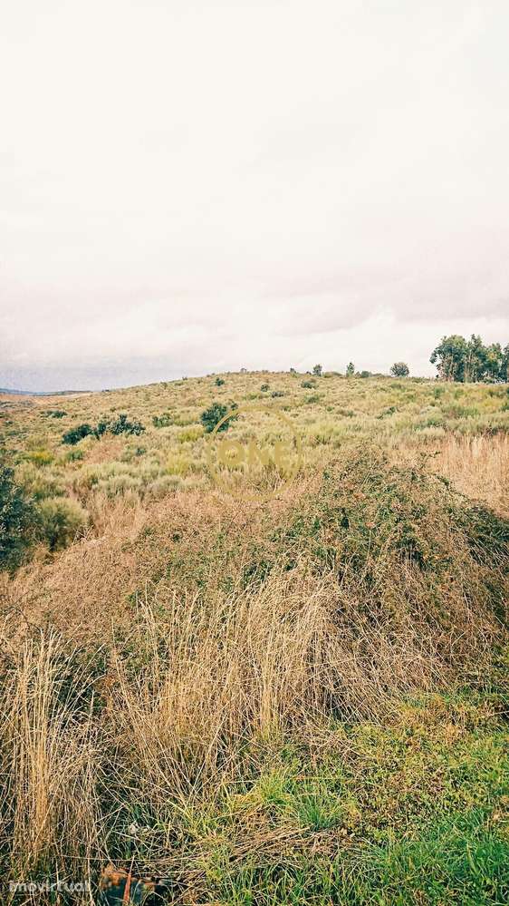 Terreno Rústico - Grande imagem: 4/7