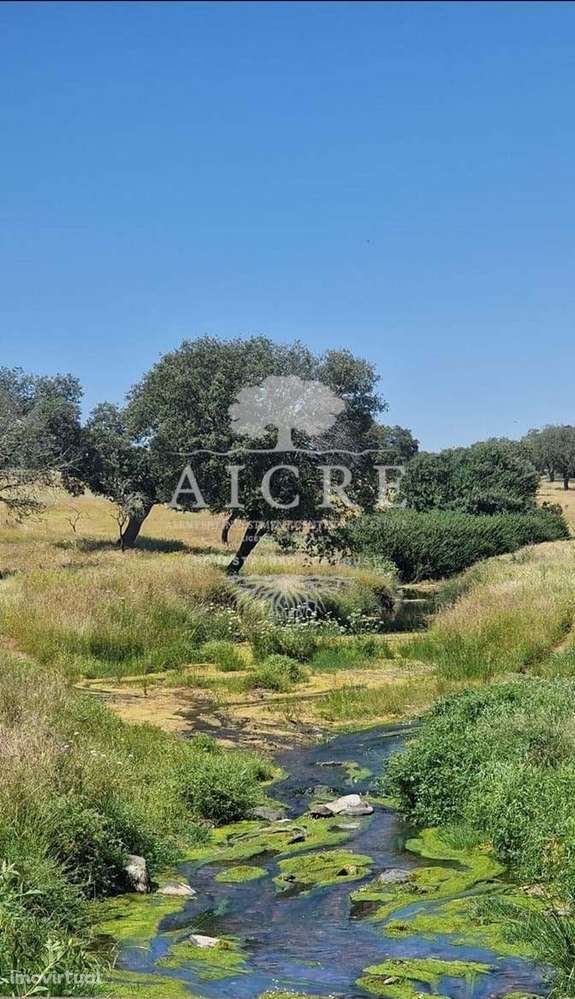 Herdade na Terrugem com 118 hectares - Grande imagem: 2/38