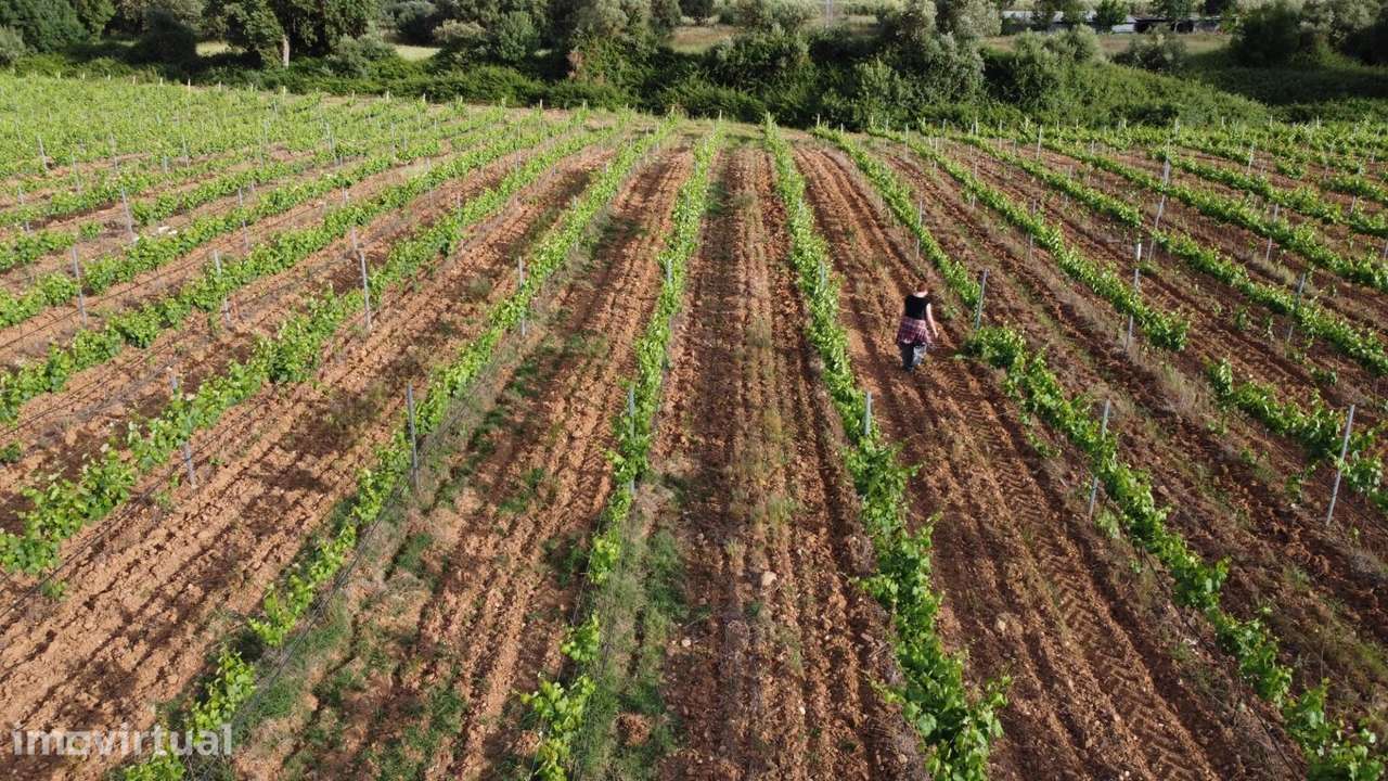 Herdade dos Barros em Terena: Terreno com 9,1 ha, Vinha Ativa e Viabil - Grande imagem: 4/18