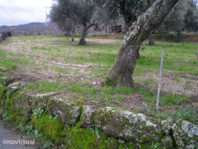 Terreno  Venda em Ferro,Covilhã - Grande imagem: 4/6