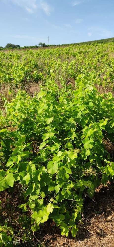 Terreno rustico | 9640 m2 | Cadaval - Grande imagem: 4/7