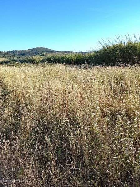 Terreno agrícola para armazém agricoy - Grande imagem: 3/3