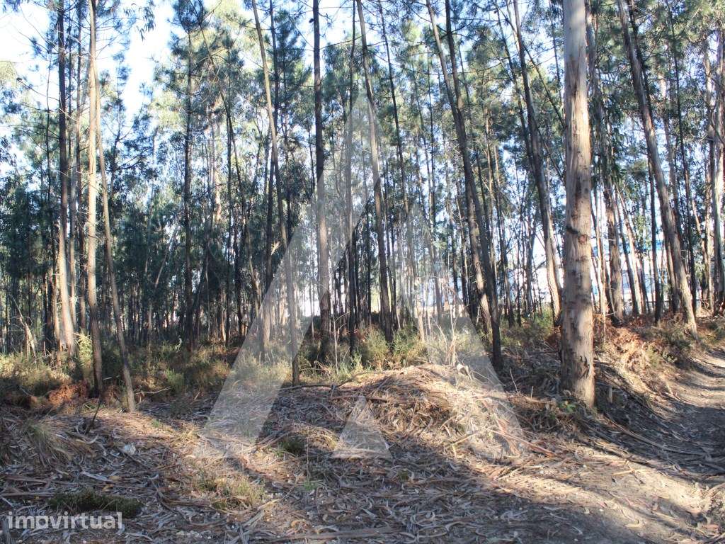 Terreno na Giesteira - Águeda! - Grande imagem: 4/15
