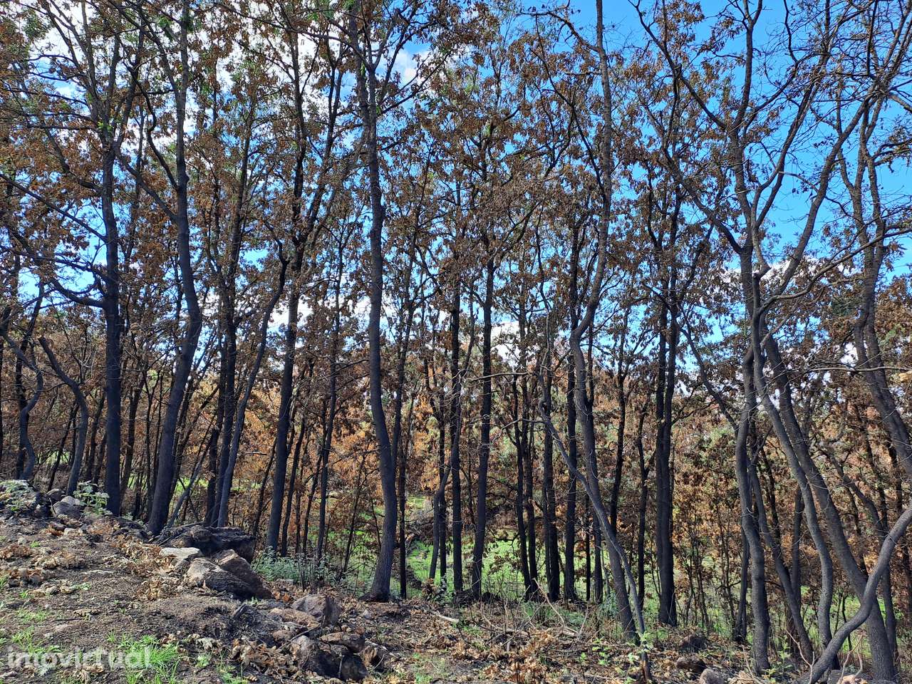 Terreno rústico amplo e solarengo - Grande imagem: 3/3