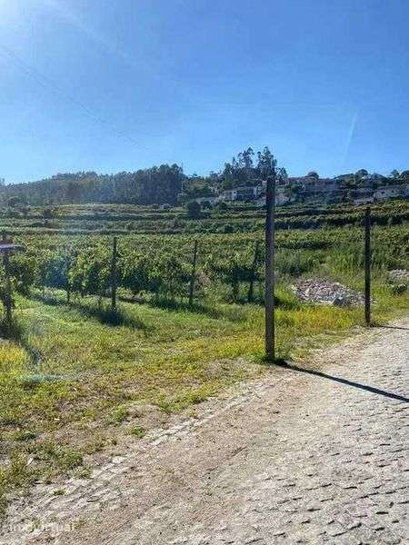 Terreno com 50000m2 com Vinha Mecanizada nova - Grande imagem: 3/7