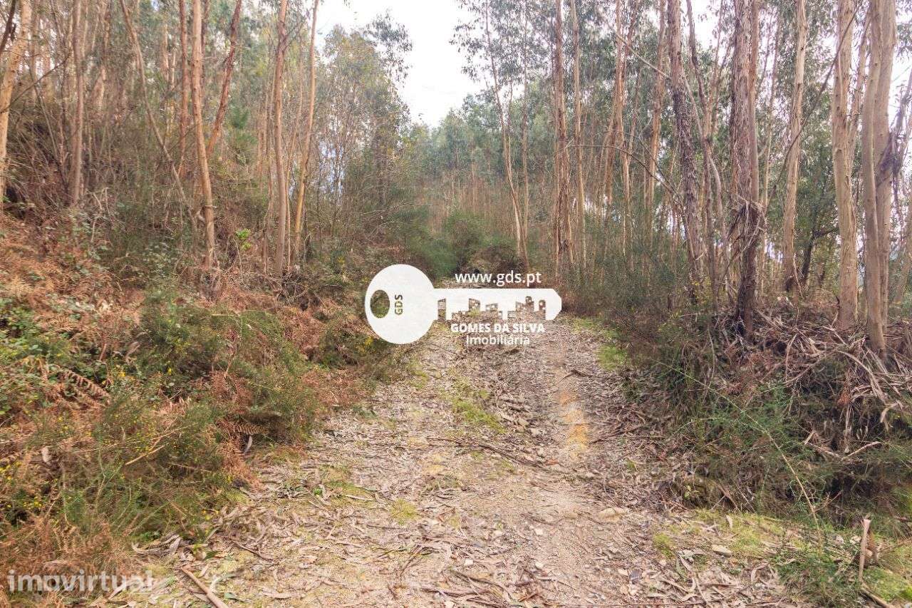 Terreno Rústico à Venda – 6.600m² | Travassos, Morreira, Braga - Grande imagem: 3/12