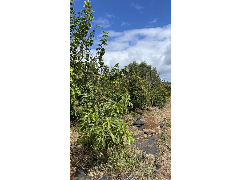 Terreno com o Projeto Aprovado e Jardim Frutífero - 2100 m², com a ... - Grande imagem: 4/11