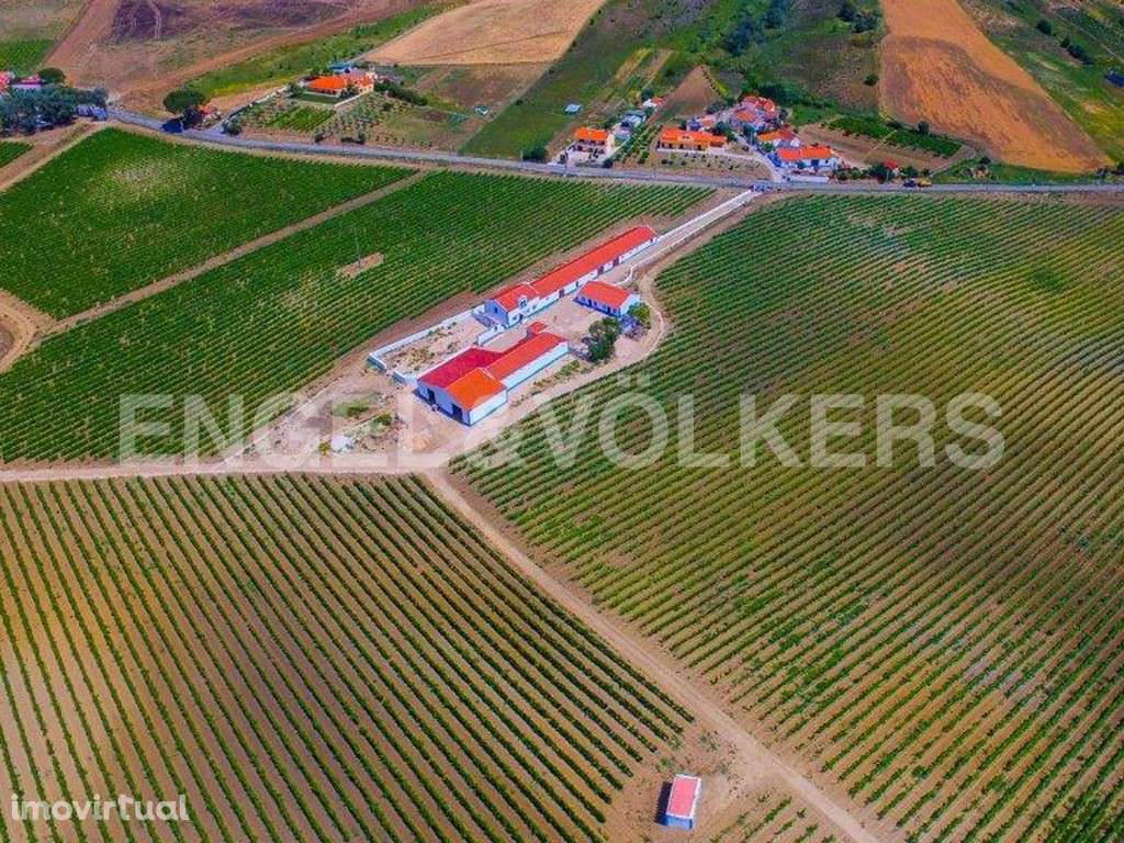 Vinha a norte de Lisboa - Grande imagem: 5/36