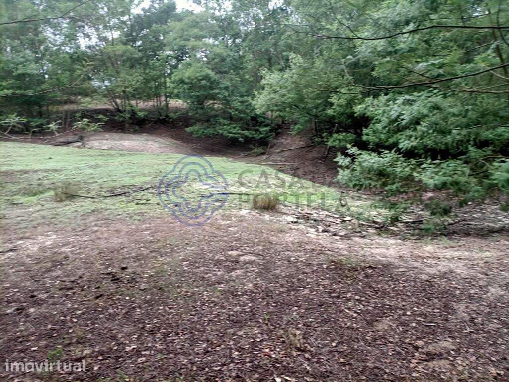TERRENO RUSTICO COM 33 HECTARES EM PEGOES, CONSELHO DO MONTIJO - Grande imagem: 4/20