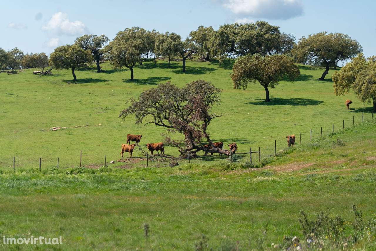 Herdade da Chamurreira de Cima – 136 Hectares de Montado e Infraestrut - Grande imagem: 3/19