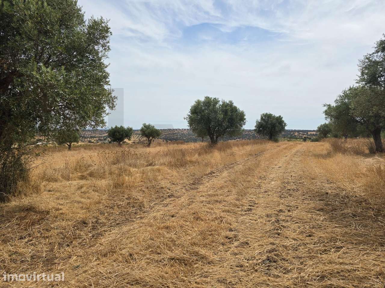 Terrenos agrícola junto à aldeia de Pedrógão do Alentejo - Vidigueira - Grande imagem: 5/16