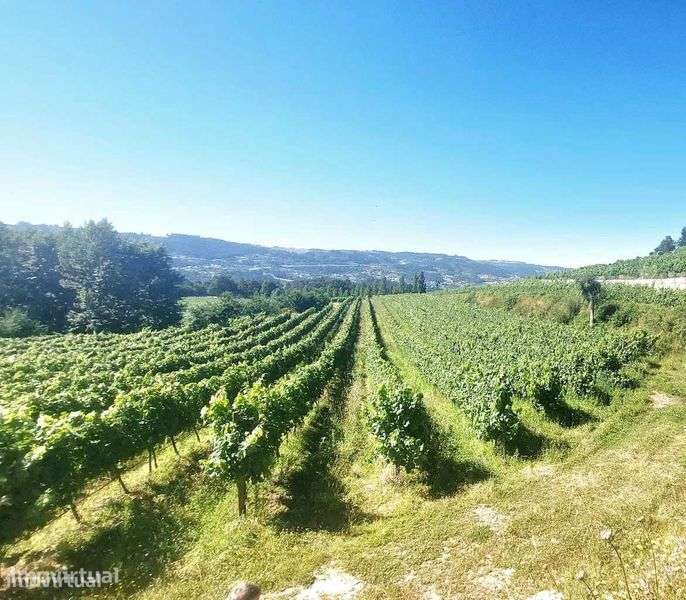Quinta com exploração de viticultura em Guimarães - Grande imagem: 2/5