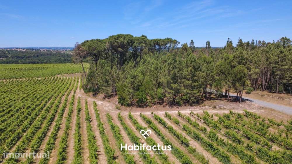 Terreno Agrícola à Venda em Nelas - Grande imagem: 2/14