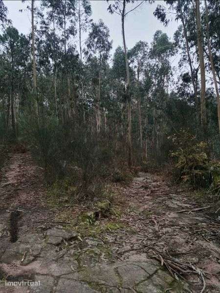 Lote 2 terrenos eústicos com 2000 m2/ cada - Monte Córdova - Grande imagem: 2/2