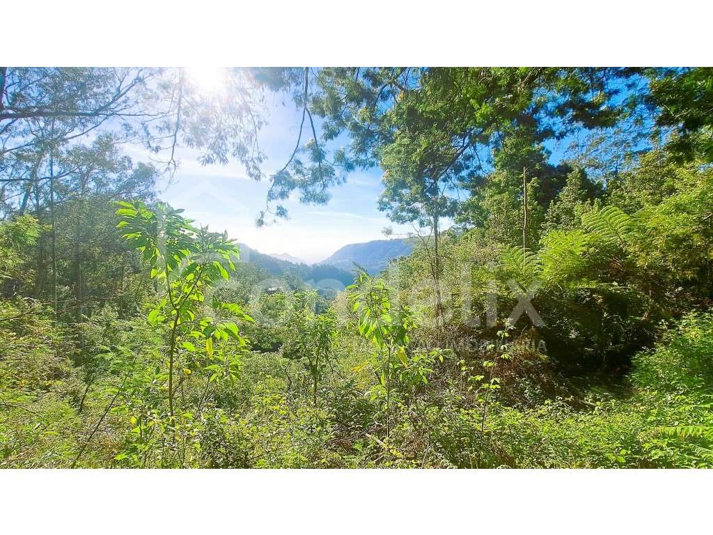 Terreno com 8955 m2 em Santo António da Serra - Grande imagem: 5/32